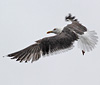 juvenile LBBG in October, ringed in Norway. (131273 bytes)